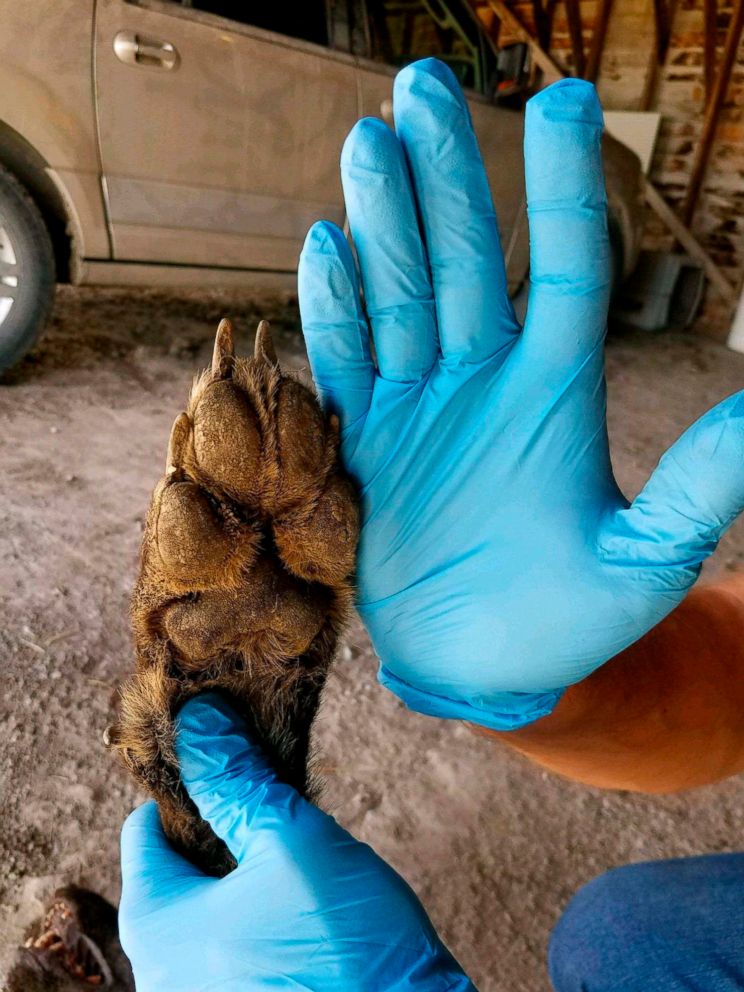 Mystery Animal Found in Montana
